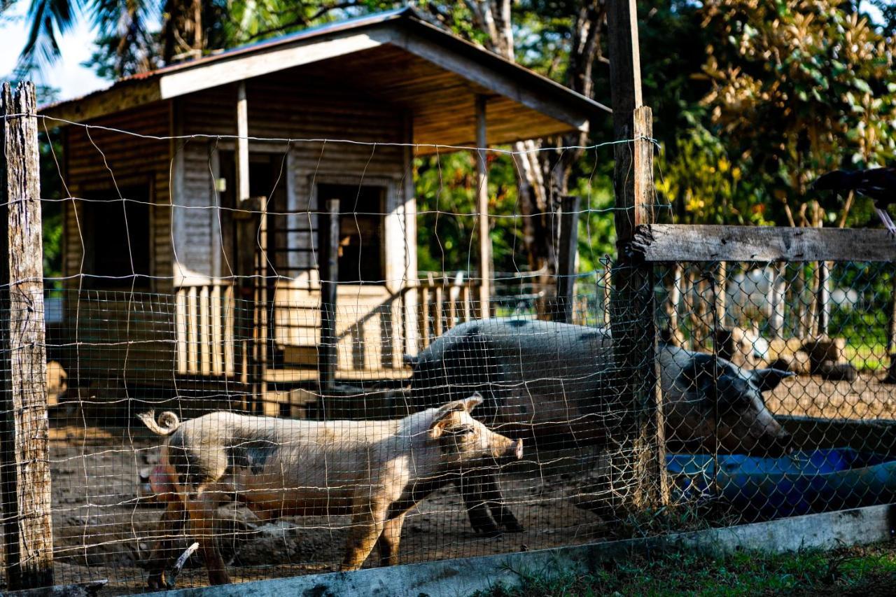 Oso De Osa Hotel Sierpe Ngoại thất bức ảnh